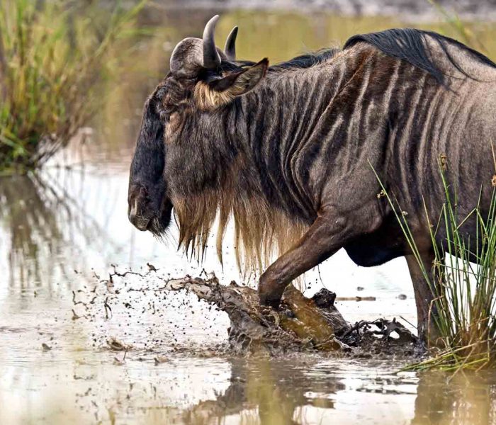 wildebeest